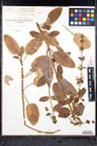 Stachys rigida image