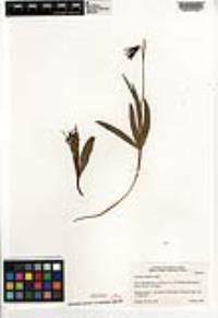 Fritillaria biflora image