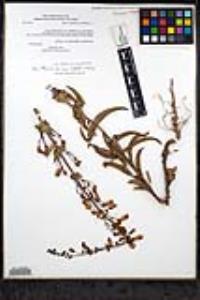 Penstemon spectabilis var. subinteger image
