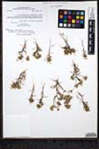 Navarretia hamata subsp. leptantha image