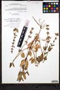 Stachys rigida var. quercetorum image