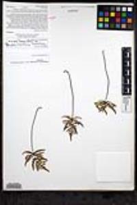 Pentagramma viscosa image