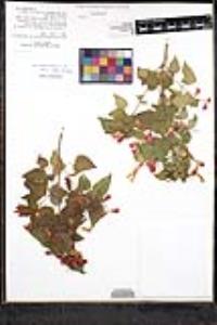 Salvia regla image