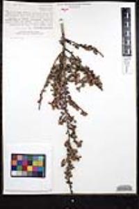 Ceanothus verrucosus image