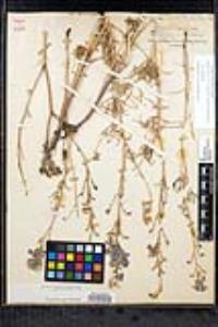 Delphinium parryi subsp. maritimum image