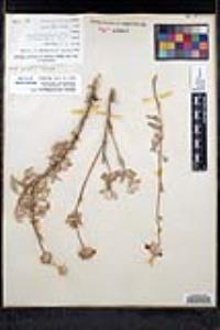 Salvia chionopeplica image