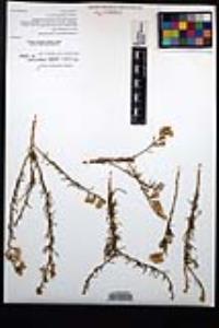 Ericameria palmeri image