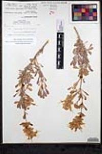 Salvia pachyphylla image