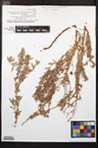 Epilobium canum image