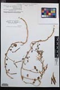 Chylismia cardiophylla image