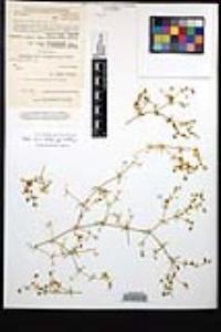 Fagonia densa image