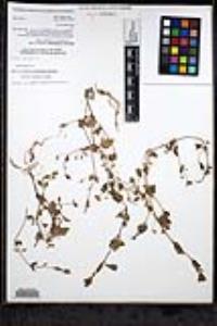 Erythranthe floribunda image