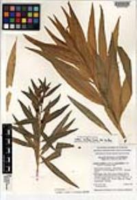 Lobelia laxiflora image