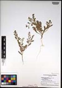 Lepidium lasiocarpum var. latifolium image