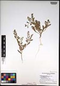 Lepidium lasiocarpum image