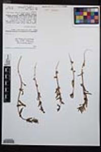 Camissoniopsis lewisii image