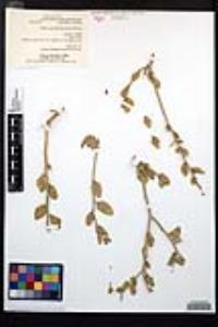 Viscainoa geniculata image