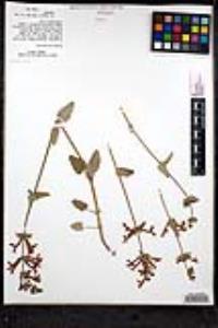 Stachys coccinea image