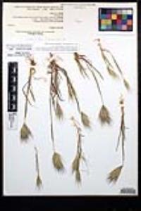 Bromus rubens image