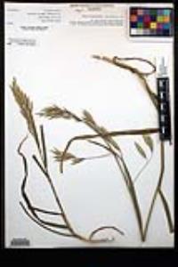 Bromus catharticus image