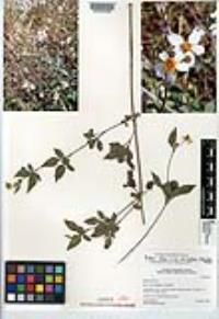 Bidens alba var. radiata image