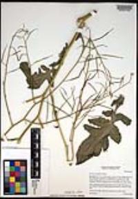 Brassica tournefortii image