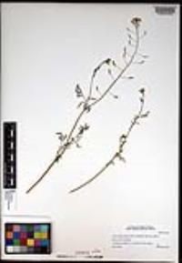 Descurainia pinnata subsp. glabra image