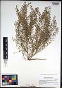 Lepidium virginicum subsp. menziesii image