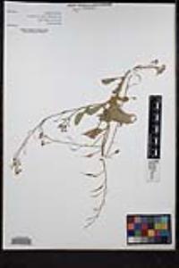 Raphanus raphanistrum image