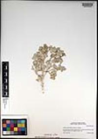 Atriplex hymenelytra image