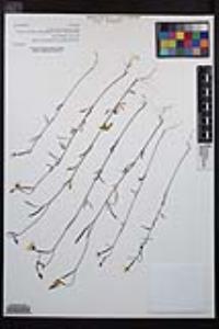 Clarkia epilobioides image