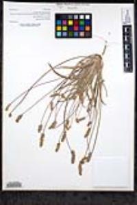 Plantago ovata image