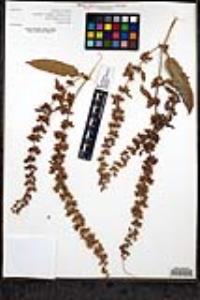 Rumex pulcher image
