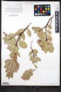 Arctostaphylos pringlei image