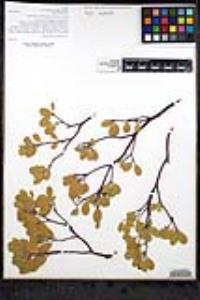 Arctostaphylos pungens image