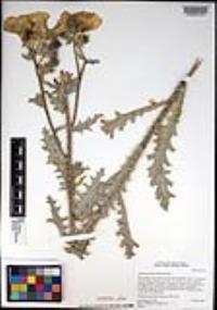 Argemone munita image