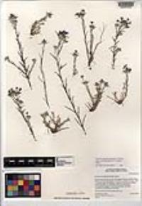 Eriastrum densifolium subsp. austromontanum image