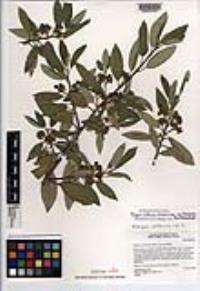 Frangula californica image