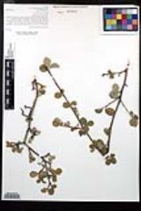 Amelanchier utahensis image