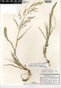 Eragrostis mexicana image