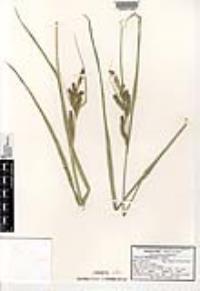 Carex hendersonii image