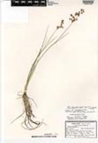 Juncus microcephalus image