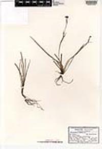Sisyrinchium albidum image