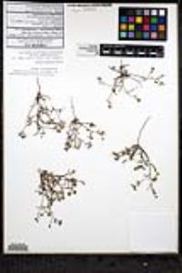 Johnstonella grayi var. cryptochaeta image