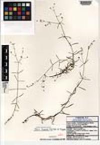 Arenaria lanuginosa var. lanuginosa image