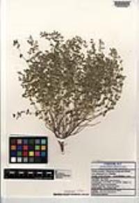 Euphorbia polycarpa image