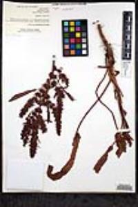 Rumex inconspicuus image