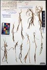 Bromus berteroanus image