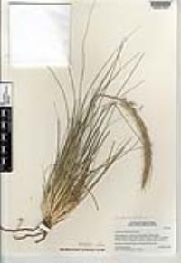 Pennisetum setaceum image