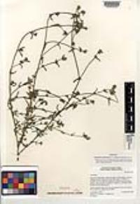 Cryptantha martirensis image